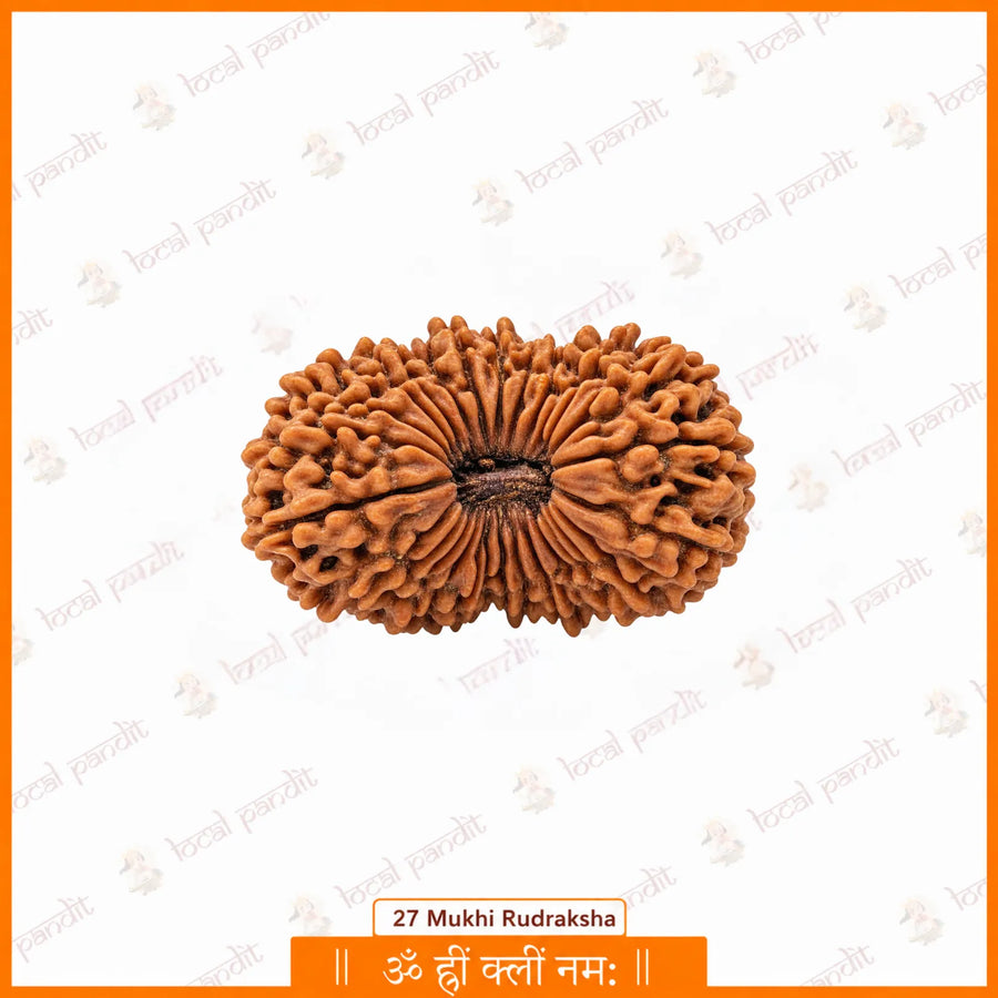27 Mukhi Rudraksha (Nepali)
