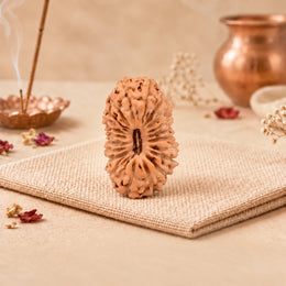 21 Mukhi Rudraksha (Indonesian)