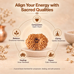 15 Mukhi Rudraksha (Indonesian)