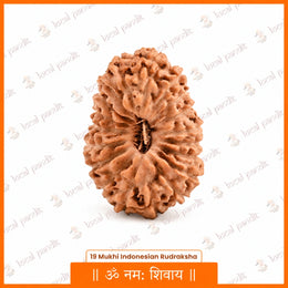 19 Mukhi Rudraksha (Indonesian)