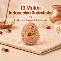 13 Mukhi Rudraksha (Indonesian)