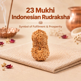 23 Mukhi Rudraksha (Indonesian)