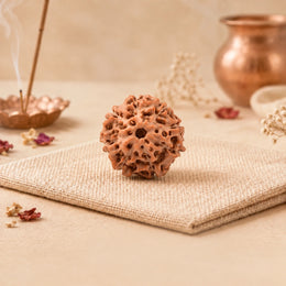 8 Mukhi Rudraksha (Indonesian)