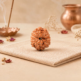 10 Mukhi Rudraksha (Indonesian)