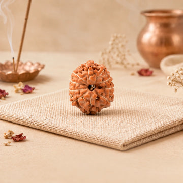 10 Mukhi Rudraksha