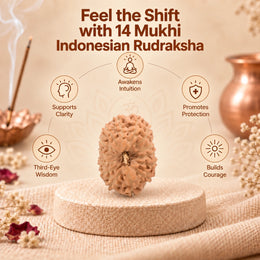 14 Mukhi Rudraksha (Indonesian)