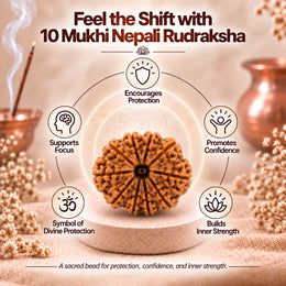 10 Mukhi Rudraksha (Nepali)