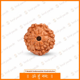 7 Mukhi Rudraksha (Indonesian)