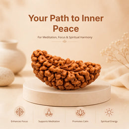 1 Mukhi Rudraksha (Nepali)