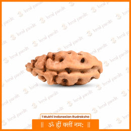 1 Mukhi Rudraksha (Indonesian)