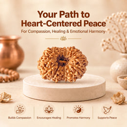15 Mukhi Rudraksha (Indonesian)