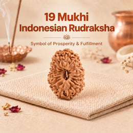 19 Mukhi Rudraksha (Indonesian)