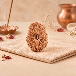 19 Mukhi Rudraksha (Indonesian)
