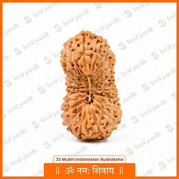 23 Mukhi Rudraksha (Indonesian)