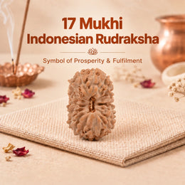 17 Mukhi Rudraksha (Indonesian)