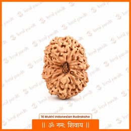 16 Mukhi Rudraksha (Indonesian)