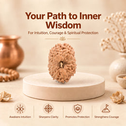 14 Mukhi Rudraksha (Indonesian)