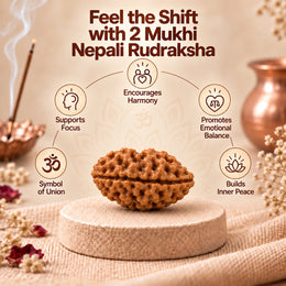2 Mukhi Rudraksha (Nepali)
