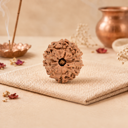 12 Mukhi Rudraksha (Indonesian)