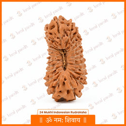 24 Mukhi Rudraksha (Indonesian)