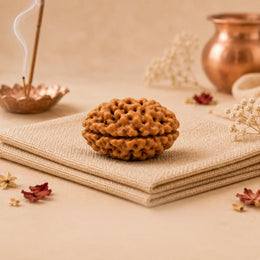 2 Mukhi Rudraksha (Nepali)