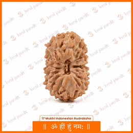 17 Mukhi Rudraksha (Indonesian)