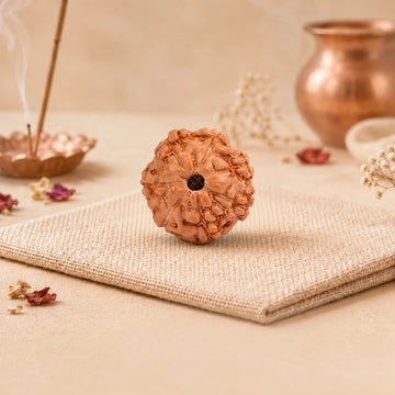 7 Mukhi Rudraksha