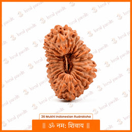 26 Mukhi Rudraksha (Indonesian)