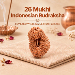 26 Mukhi Rudraksha (Indonesian)