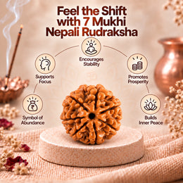 7 Mukhi Rudraksha (Nepali)