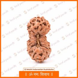 22 Mukhi Rudraksha (Indonesian)