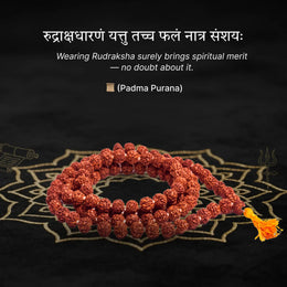 5 Mukhi Rudraksha