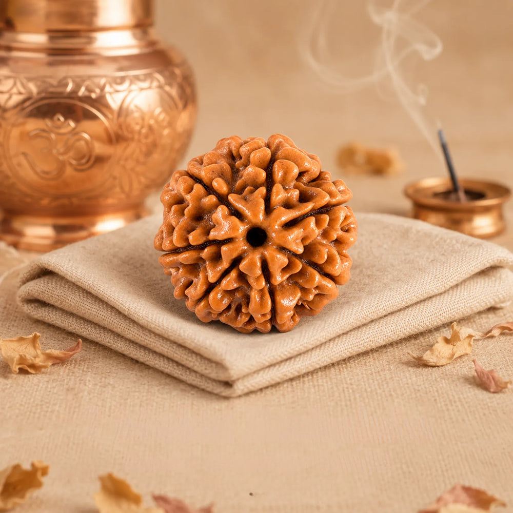 7 Mukhi Rudraksha
