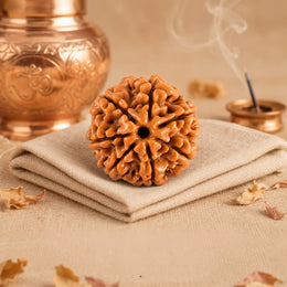 7 Mukhi Rudraksha (Nepali)