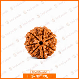 7 Mukhi Rudraksha (Nepali)