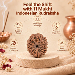 11 Mukhi Rudraksha (Indonesian)