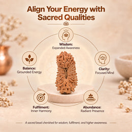 24 Mukhi Rudraksha (Indonesian)
