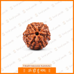 6 Mukhi Rudraksha (Indonesian)