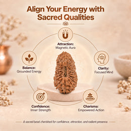 25 Mukhi Rudraksha (Indonesian)