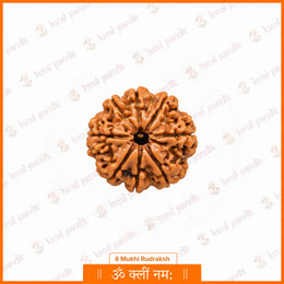 8 Mukhi Rudraksha (Nepali)