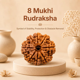 8 Mukhi Rudraksha (Nepali)