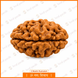 2 Mukhi Rudraksha (Nepali)