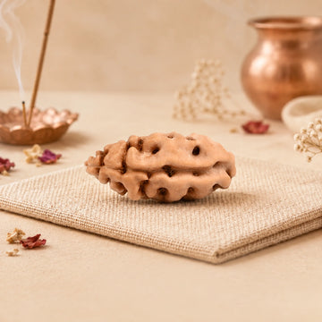 Indonesian Rudraksha