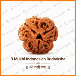 3 Mukhi Rudraksha (Indonesian)