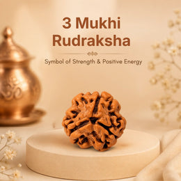 3 Mukhi Rudraksha (Nepali)