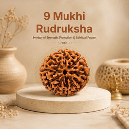 9 Mukhi Rudraksha (Nepali)