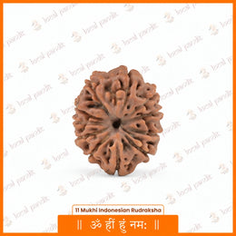 11 Mukhi Rudraksha (Indonesian)