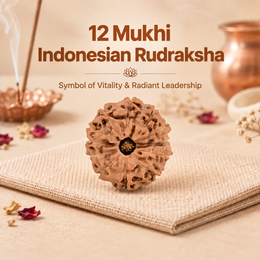 12 Mukhi Rudraksha (Indonesian)