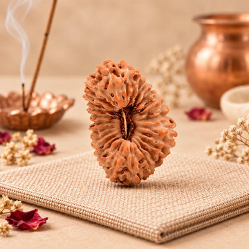 26 Mukhi Rudraksha