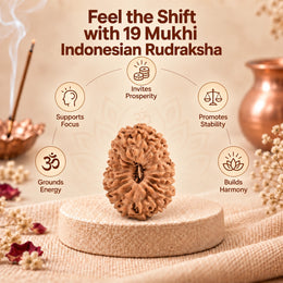 19 Mukhi Rudraksha (Indonesian)